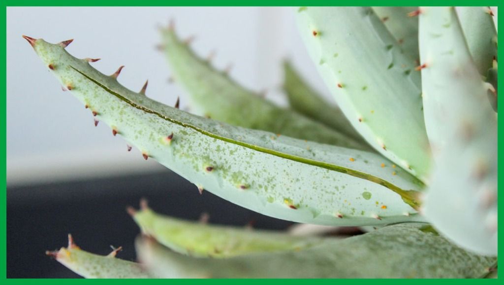  Aloe Vera Massage Helps Alleviate Symptoms of Varicose Veins