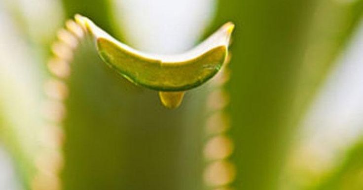  Aloe Vera Massage Helps Alleviate Symptoms of Varicose Veins