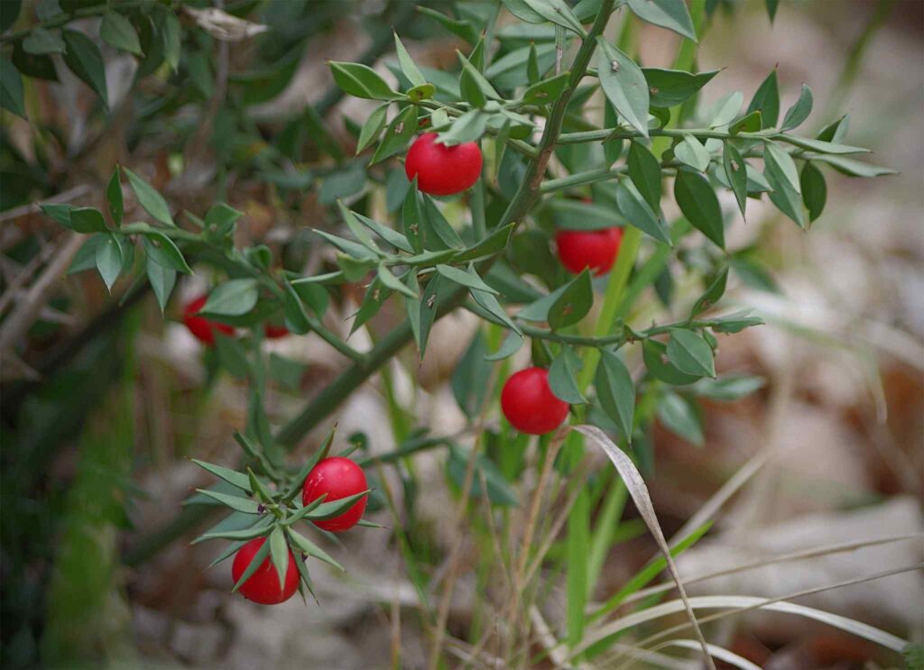 Does Butcher’s Broom Extract Really Work to Resolve Symptoms of Varicose Veins